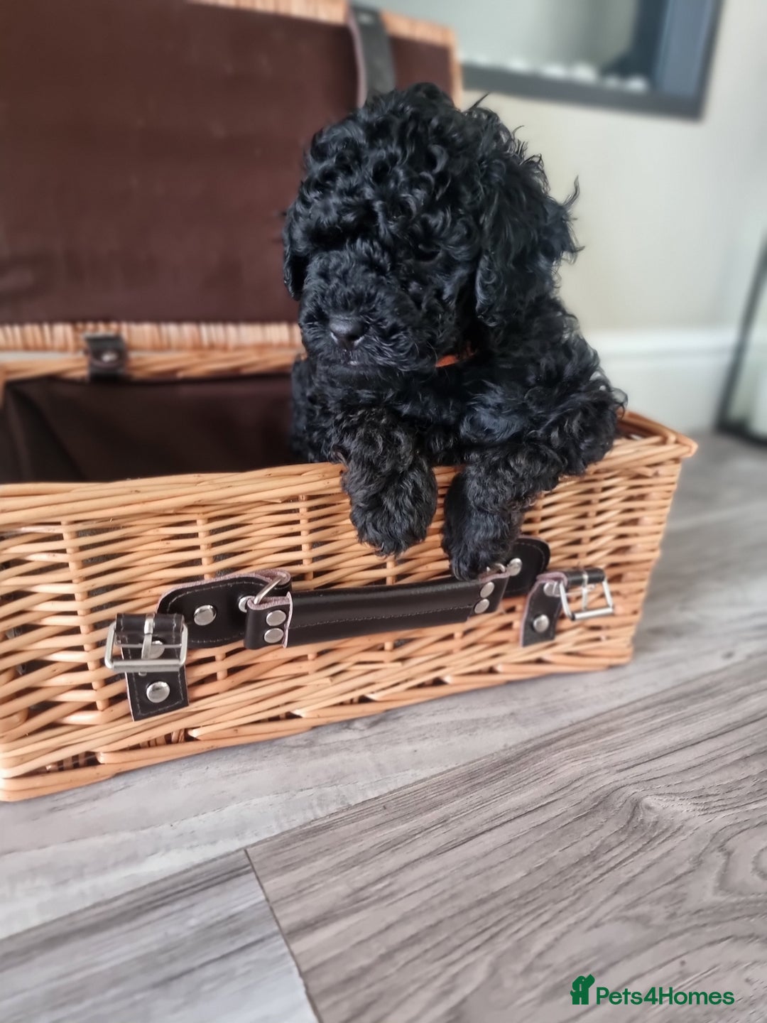 Shihpoo dogs for sale: Shihpoo puppies  - Image 4