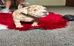 American Bully dogs for sale: Reduced pocket bully’s. Ready to leave! - Image 2