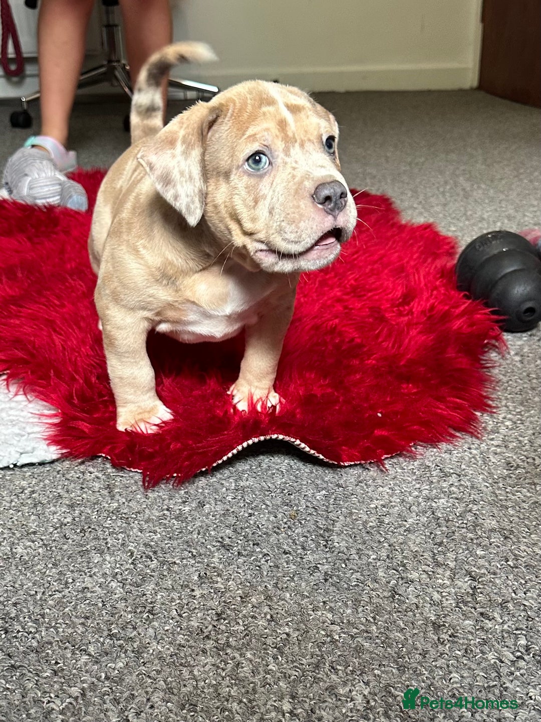 American Bully dogs for sale: Reduced pocket bully’s. Ready to leave! - Image 2