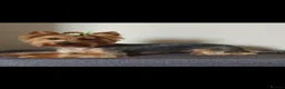Yorkshire Terrier dogs for sale: Yorkshire Terrier puppies  in Chepstow - Advert 1