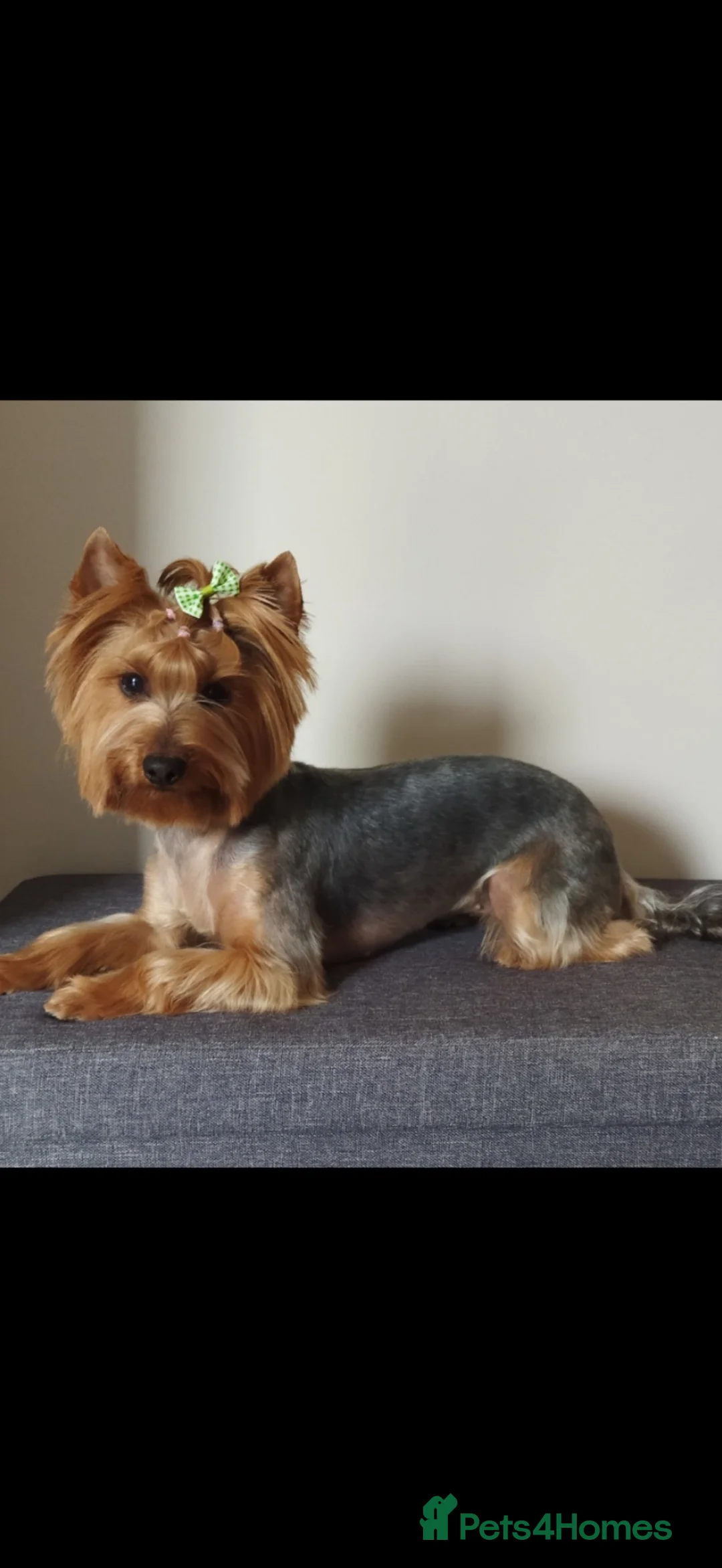 Yorkshire Terrier dogs for sale: Yorkshire Terrier puppies  in Chepstow - Advert 1