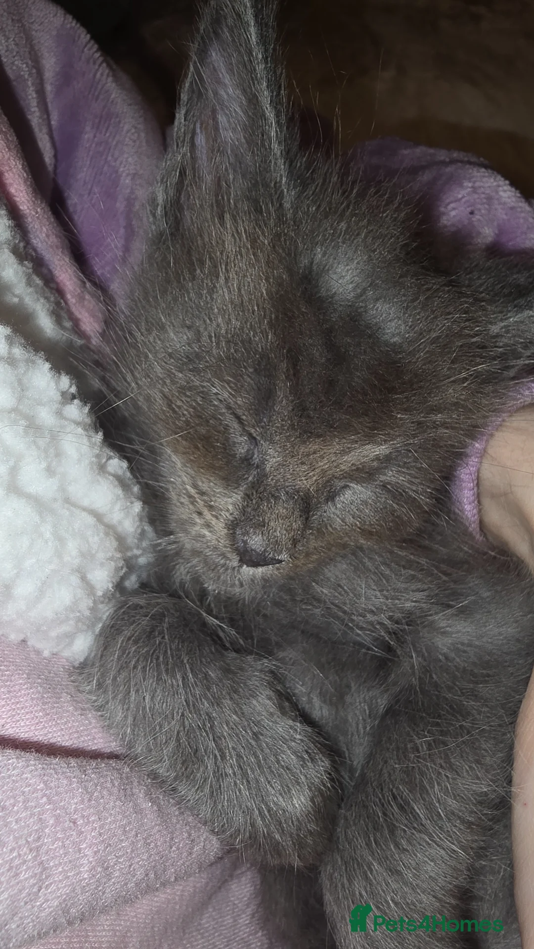 Maine Coon cats for sale: Ready to leave beautiful maine coon kittens - Advert 2