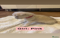 Mixed Breed dogs for sale: Beautiful Pug × Bichon Frise Puppies – Ready 08/12 - Advert 5