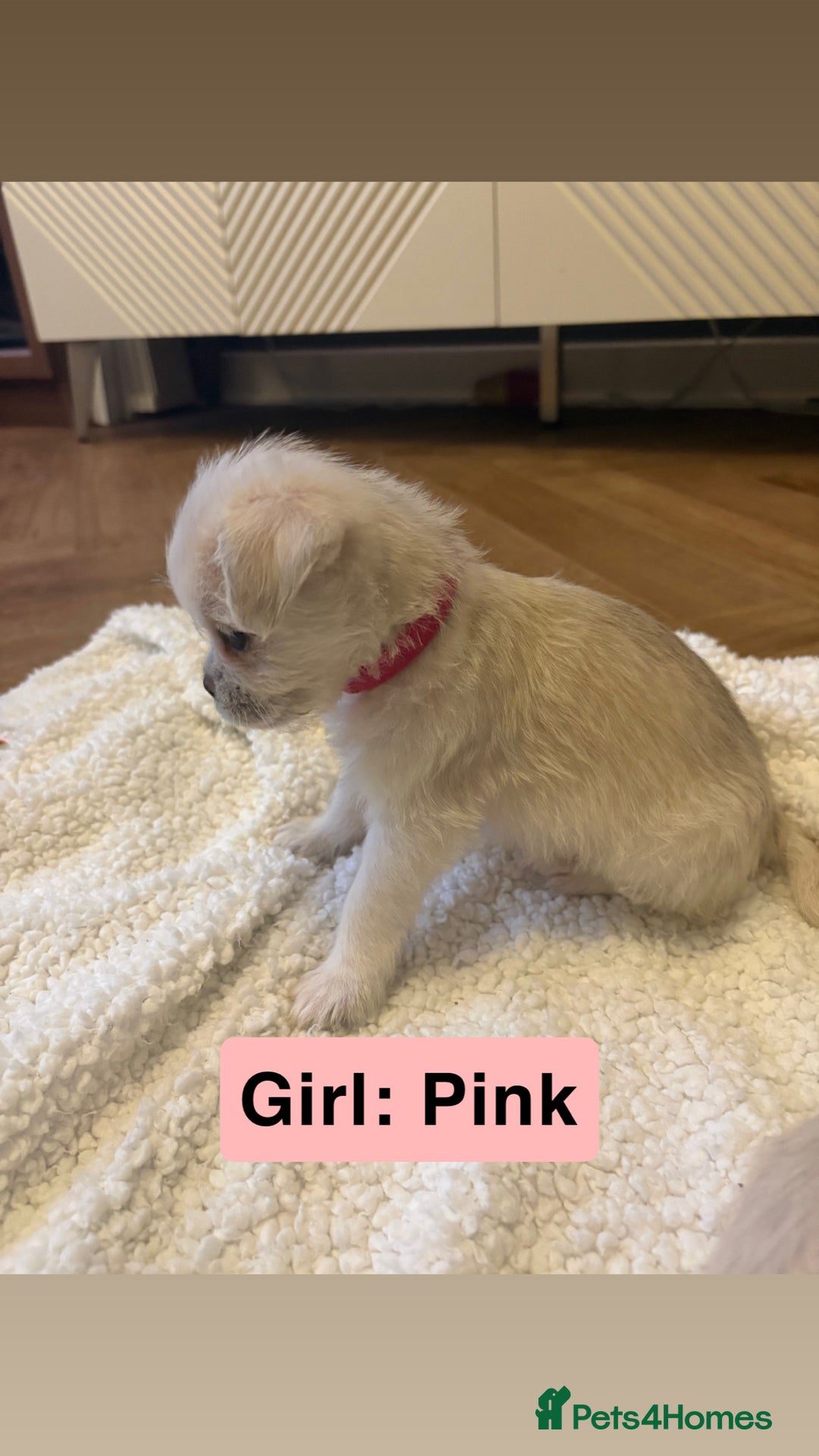 Mixed Breed dogs for sale: Beautiful Pug × Bichon Frise Puppies – Ready 08/12 - Advert 5