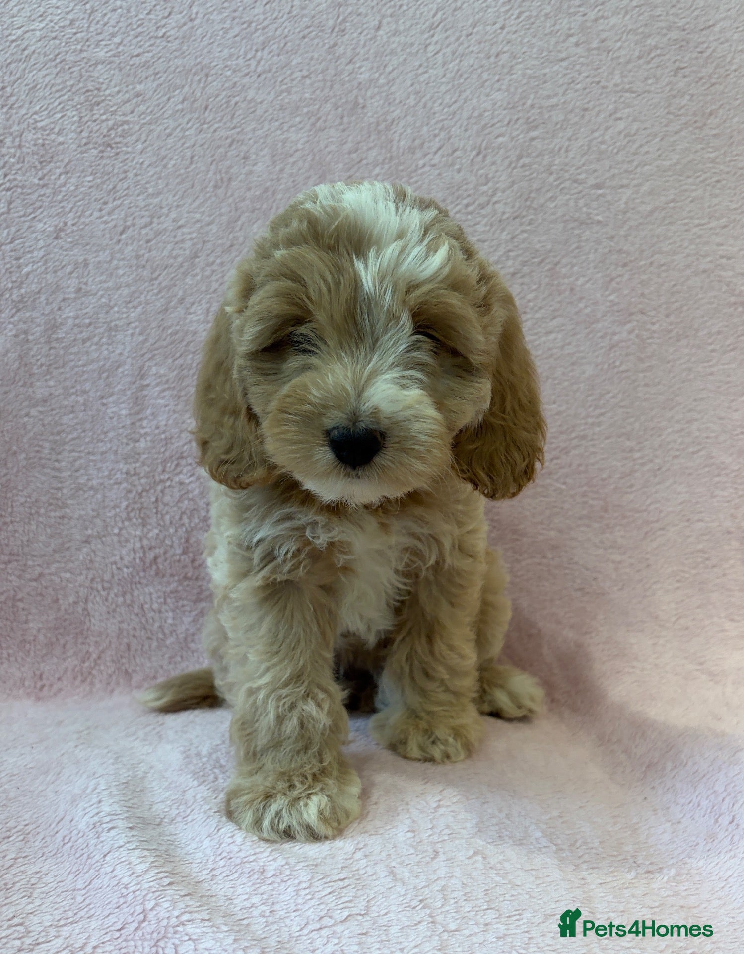Cockapoo dogs F1 cockapoo puppies ready now  - Advert 2