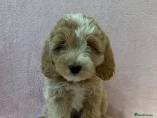 Cockapoo dogs F1 cockapoo puppies ready now - Advert 2
