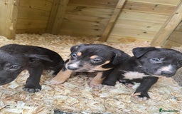 Mixed Breed dogs for sale: BorderBullies - Image 11