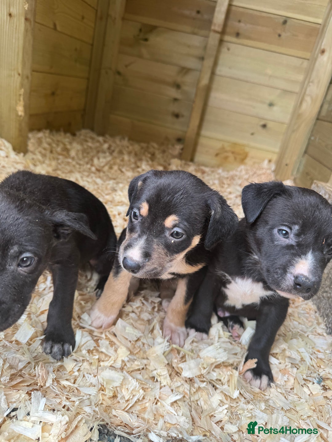 Mixed Breed dogs for sale: BorderBullies - Image 11