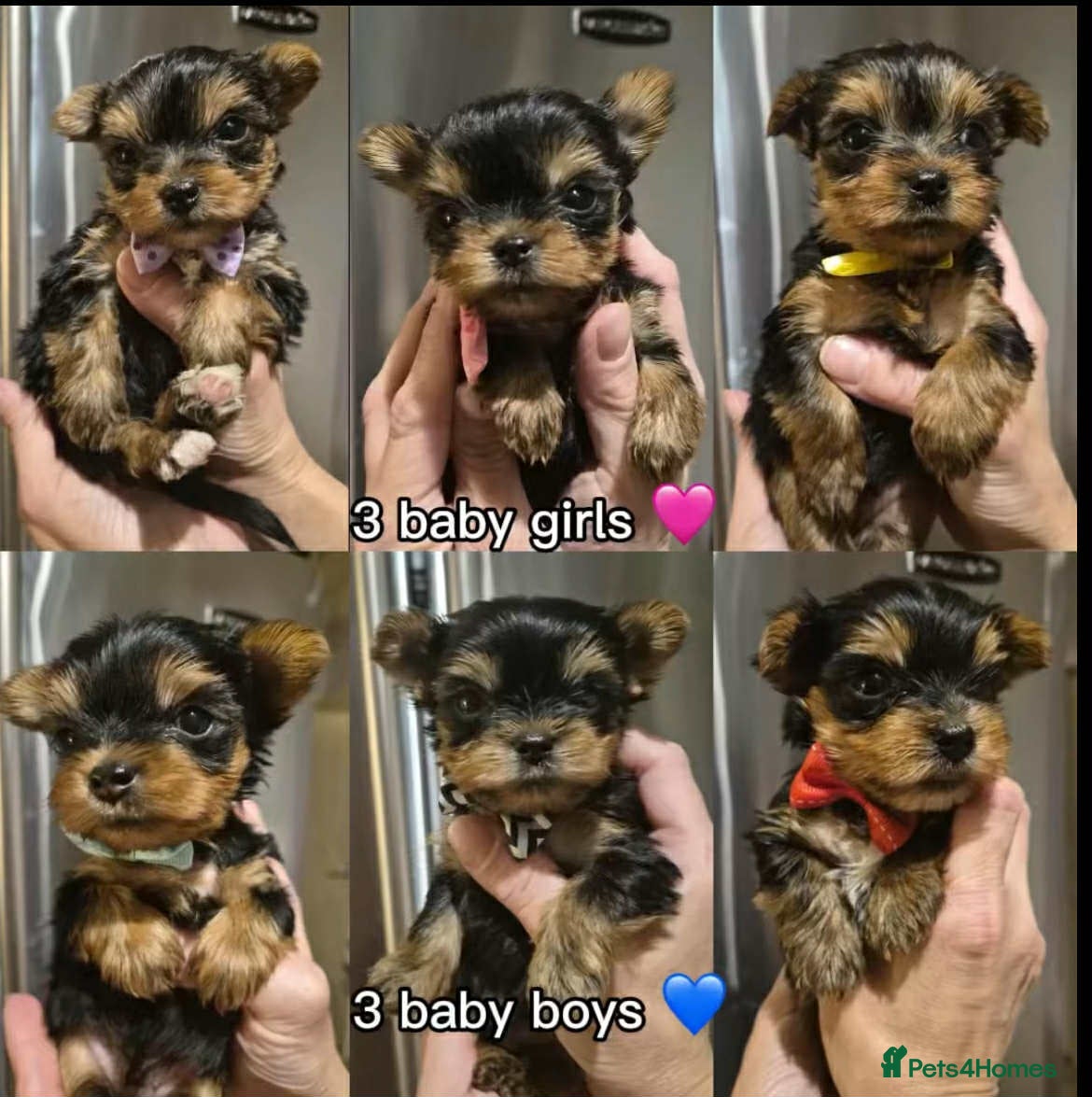 Yorkshire Terrier dogs 💝Beautiful Miniature Babies from 300g💝 - Advert 16