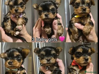 Yorkshire Terrier dogs 💝Beautiful Miniature Babies from 300g💝 - Advert 19