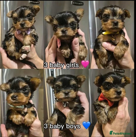 Yorkshire Terrier dogs 💝Beautiful Miniature Babies from 300g💝 - Advert 14