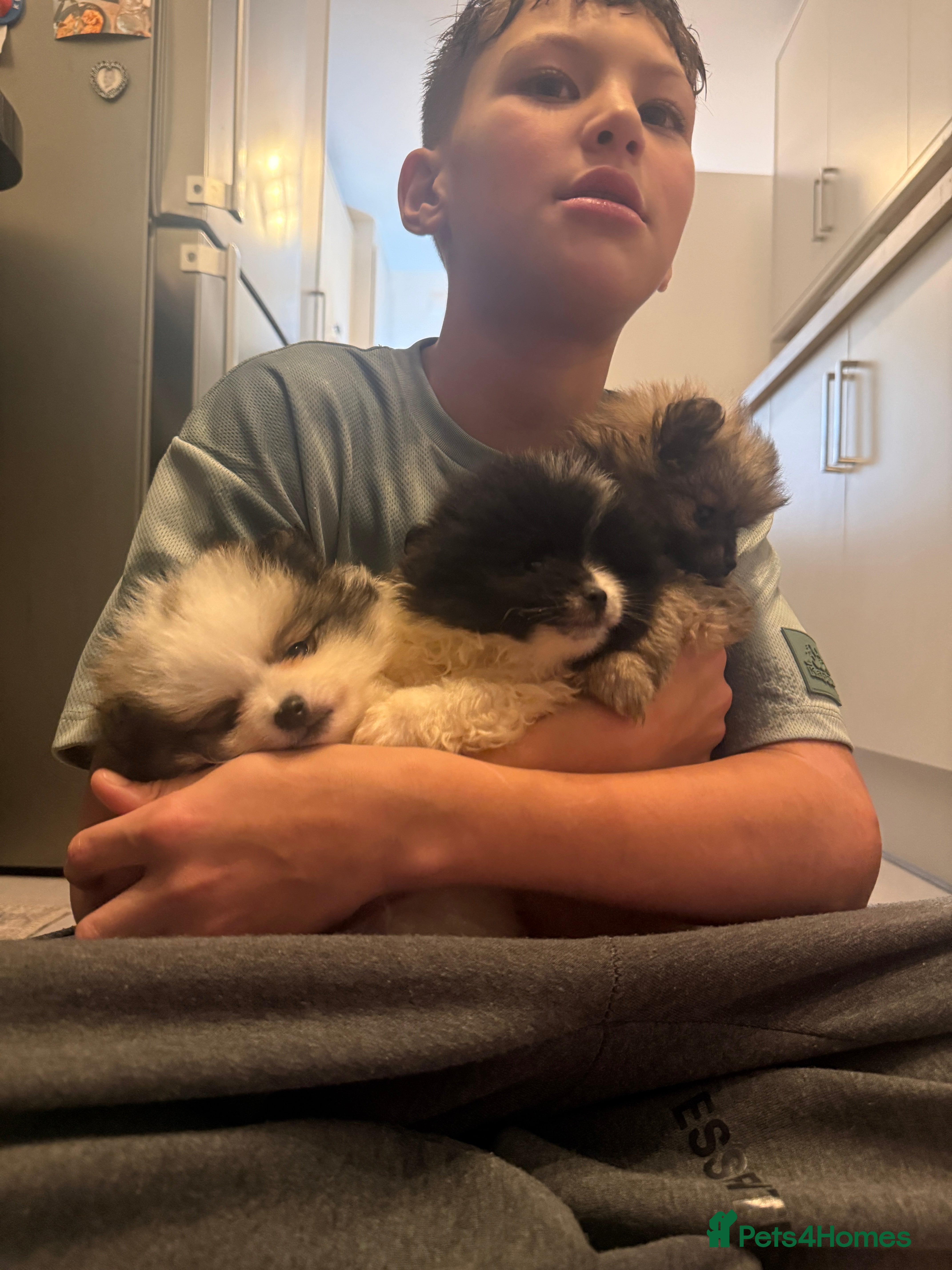 Pomeranian dogs Beautifully  **  fluffy Pomeranian puppies - Advert 16