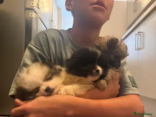Pomeranian dogs Beautifully ** fluffy Pomeranian puppies - Advert 16