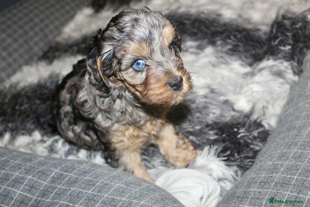 Cavapoo dogs for sale: Blue merle phantom Cavapoo female puppy - Advert 12