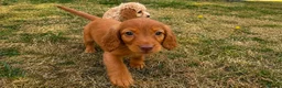 Cockapoo dogs for sale: Cockapoo puppies in Barnet - Advert 2
