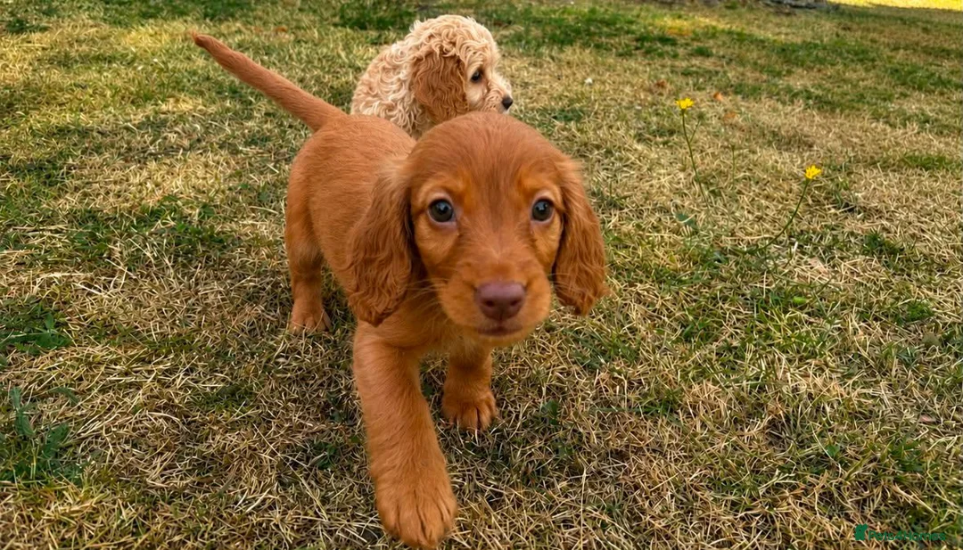 Cockapoo dogs for sale: Cockapoo puppies in Barnet - Advert 2
