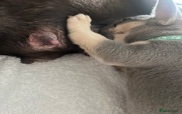 French Bulldog dogs for sale: French bulldog puppies  - Image 29