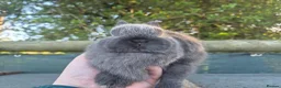Netherland Dwarf rabbits for sale: 🧡 Gorgeous netherland dwarf babies 🧡 - Advert 14