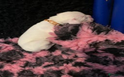 Boxer dogs for sale: KC registered Boxer Puppies - Image 25
