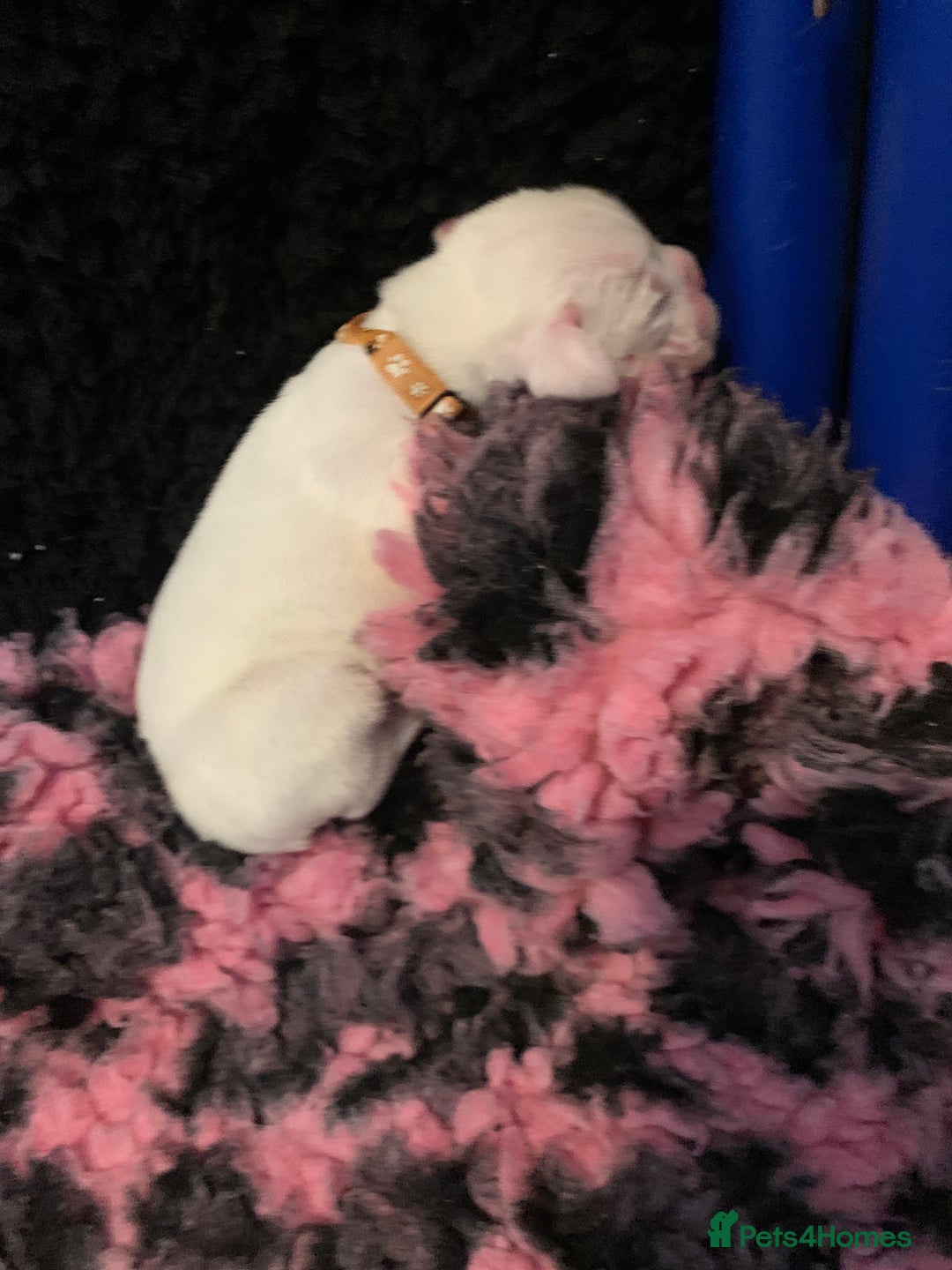 Boxer dogs for sale: KC registered Boxer Puppies - Image 25