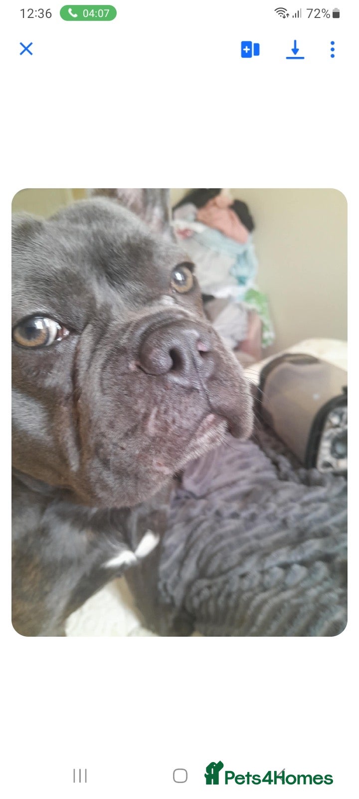 French Bulldog dogs Selling my frenchie  - Advert 1