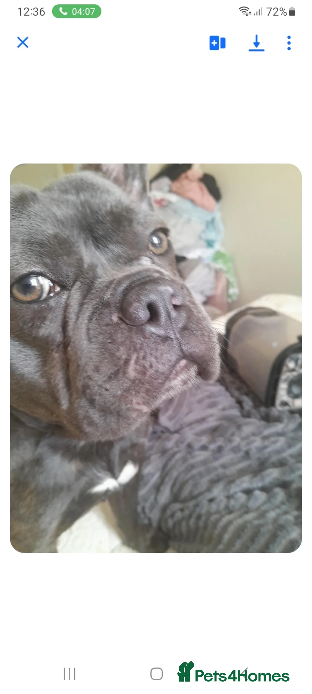French Bulldog dogs for sale: Selling my frenchie  in Hamilton - Advert 1
