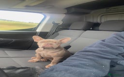 French Bulldog dogs for sale: KC registered French Bulldog  - Image 5
