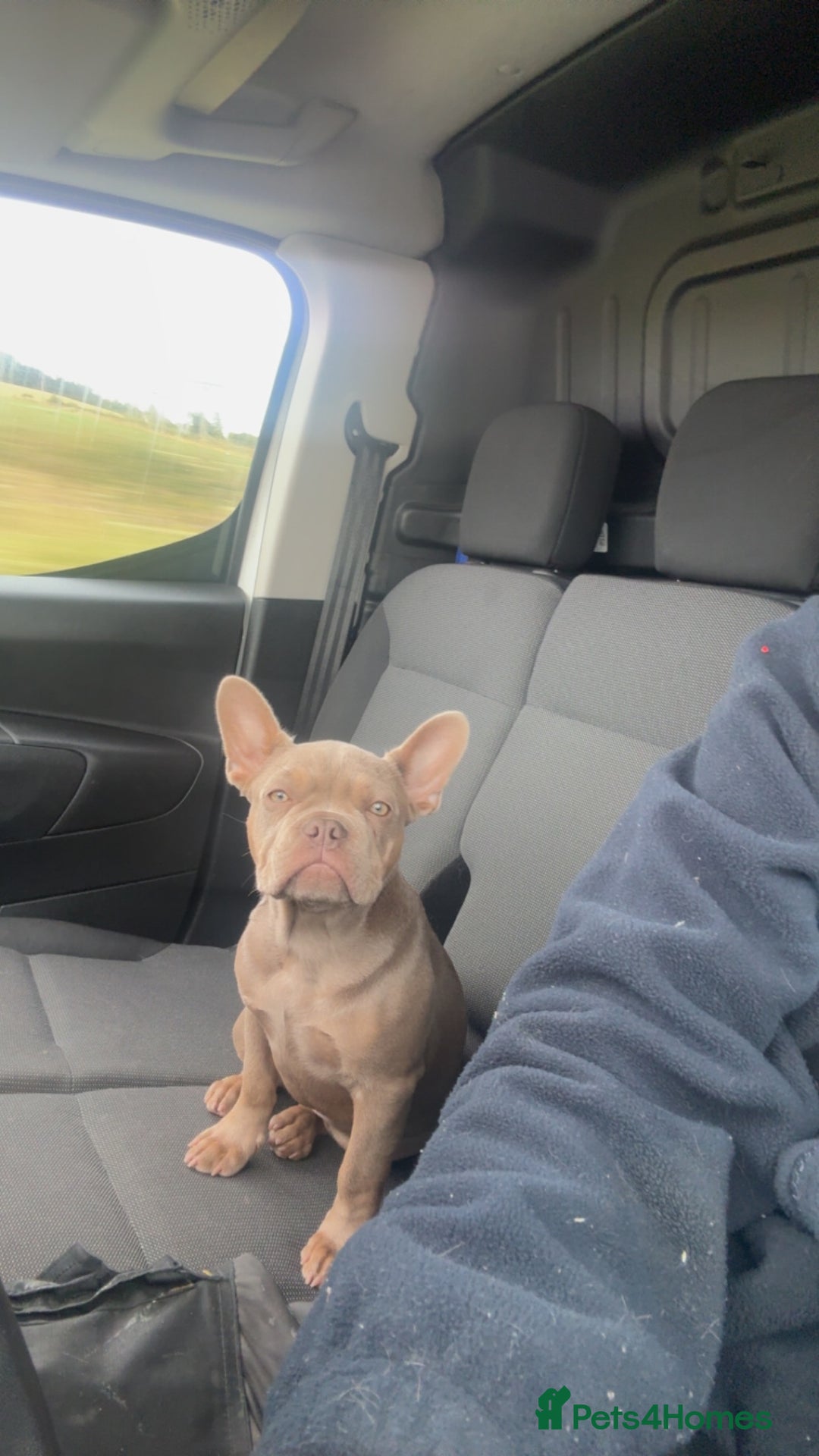 French Bulldog dogs for sale: KC registered French Bulldog  - Image 5