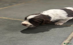 Sprocker dogs for sale: Beautiful sprockers  - Image 37
