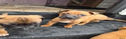 Mixed Breed dogs for sale: Belgian mallionas x staffy pups 6 females - Advert 9