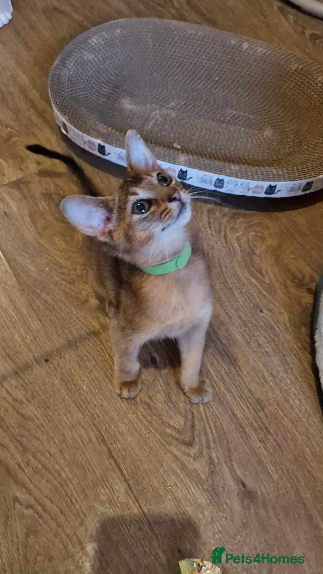 Abyssinian cats for sale: Pure Abyssian kittens ❤️ - Advert 25