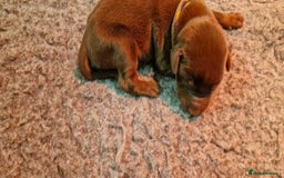 Dobermann dogs for sale: 3 Male Top Line Dobermans - Image 2