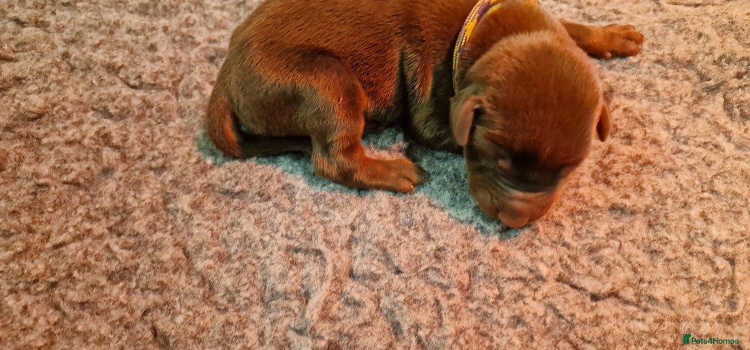 Dobermann dogs for sale: 3 Male Top Line Dobermans - Image 2