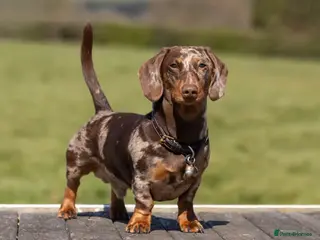 Miniature Dachshund dogs Dachshund Stud Available - Advert 17