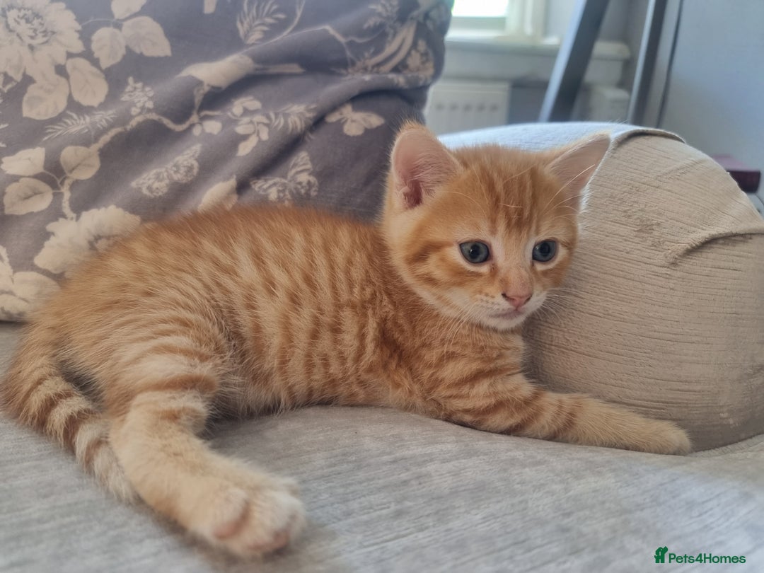 British Shorthair cats for sale: 2 gorgeous male kittens BSH - Image 2