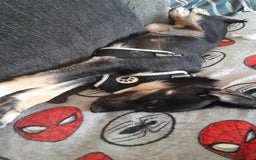 Mixed Breed dogs for sale: Mixed puppy  in Cardiff - Image 2