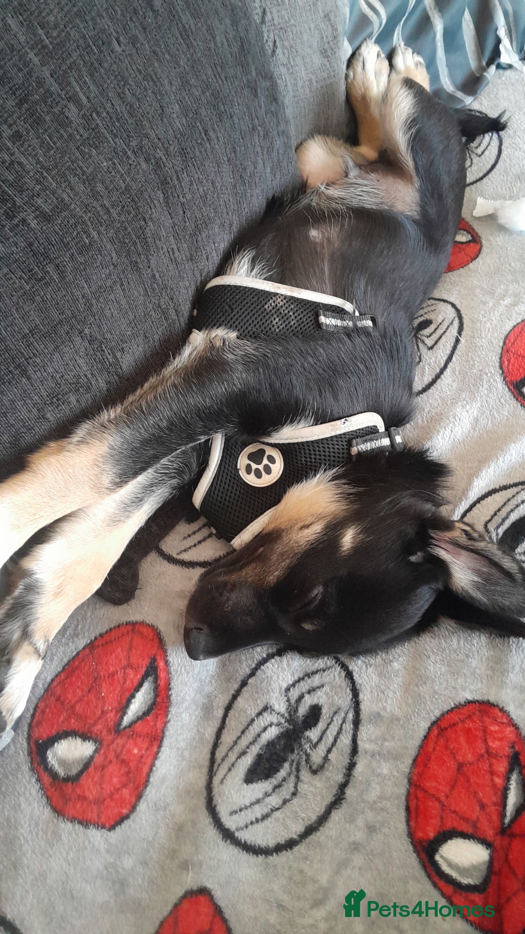 Mixed Breed dogs for sale: Mixed puppy  in Cardiff - Image 2