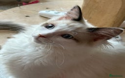 Ragdoll cats for sale: 💙🩷GCCF RAGDOLL KITTENS M&F 14WKS AWARD WINS 🥇 - Image 34