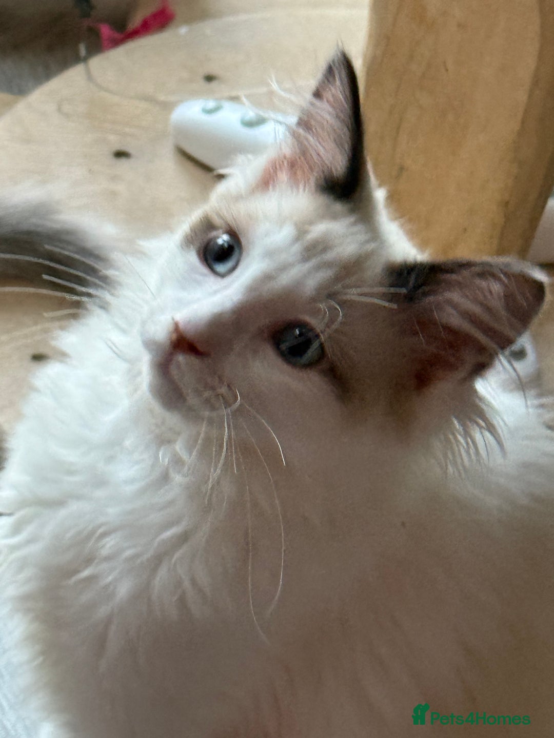 Ragdoll cats for sale: 💙🩷GCCF RAGDOLL KITTENS M&F 14WKS AWARD WINS 🥇 - Image 34