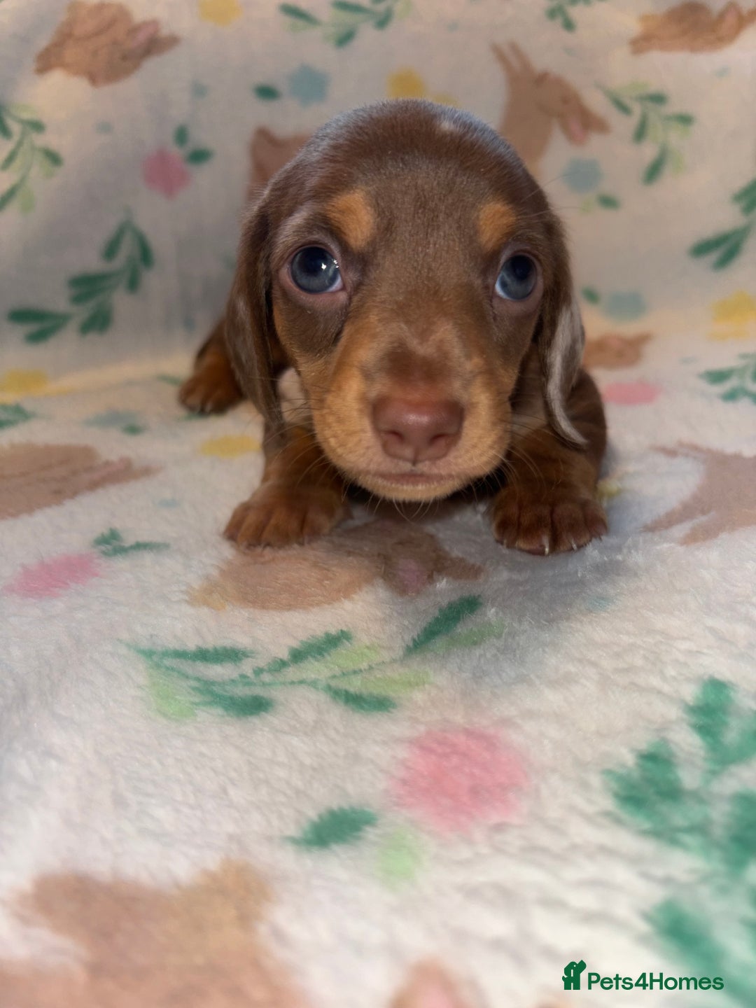 Miniature Dachshund dogs for sale: Dreamy miniature dachshunds  - Advert 3