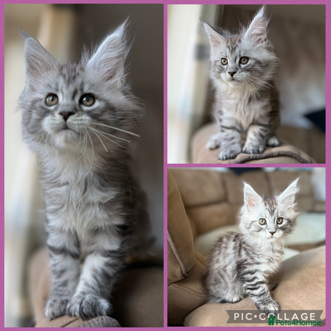 Maine Coon cats for sale: TICA registered Maine Coon kittens - Advert 1