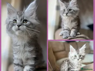 Maine Coon cats TICA registered Maine Coon kittens - Advert 17