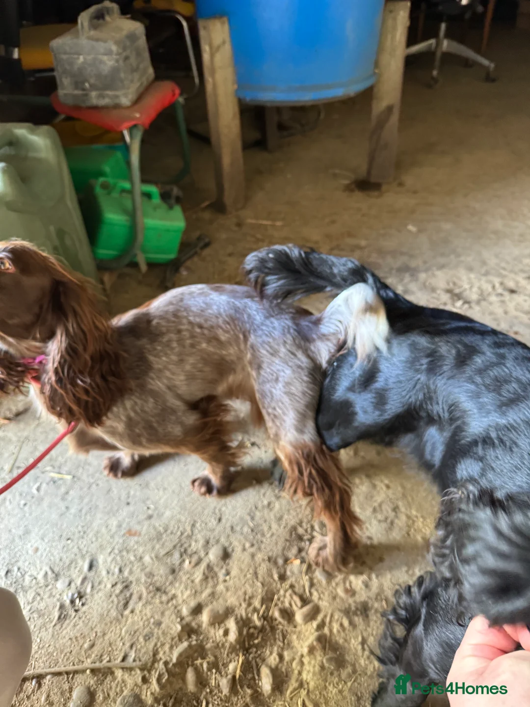 Cocker Spaniel dogs for stud: Working Cocker Spaniel available for Stud  in Chelmsford - Advert 23