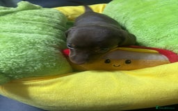 Dachshund dogs for sale: Miniature Dachshund pups £1000 - Image 13