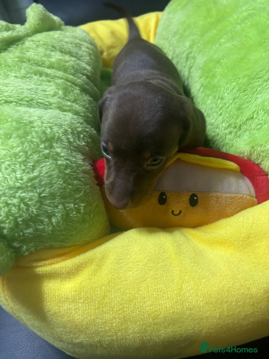 Dachshund dogs for sale: Miniature Dachshund pups £1000 - Image 13