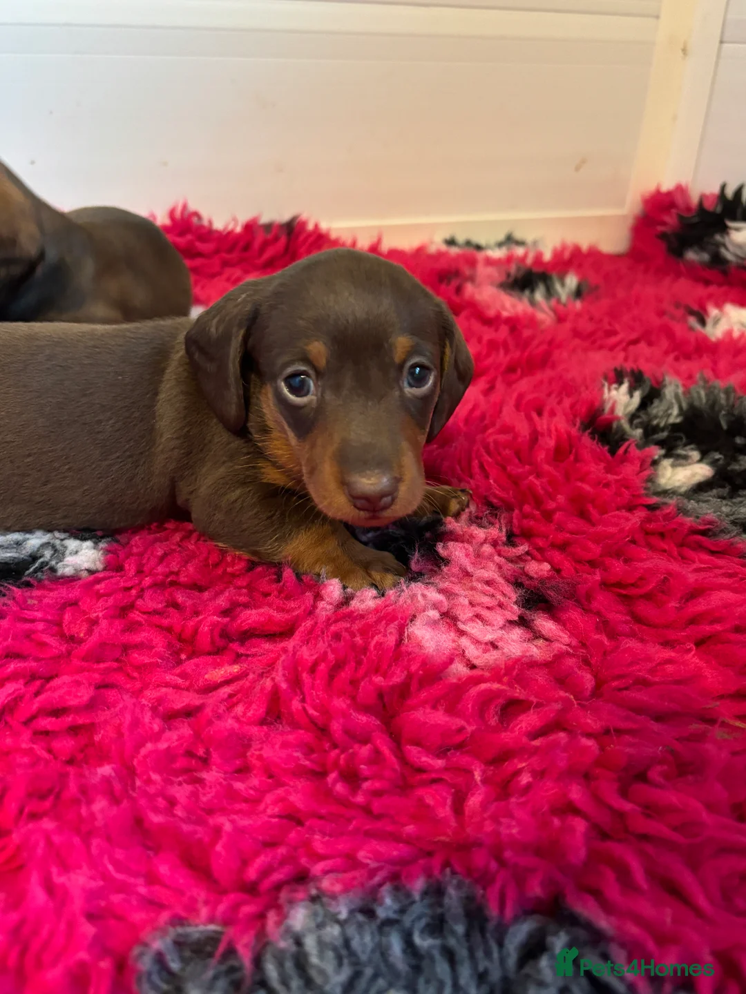 Miniature Dachshund dogs for sale: KC registered health tested miniature dachshunds - Advert 17