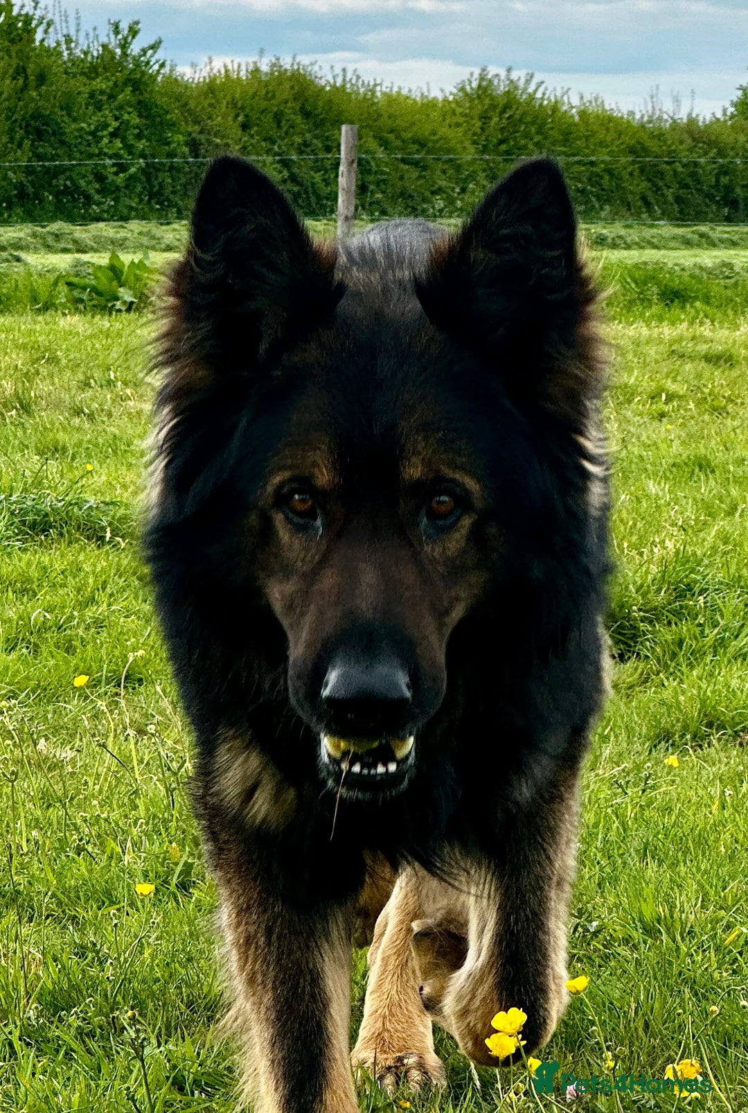 German Shepherd dogs for sale: Superb KC Reg’d German Shepherd - Image 14