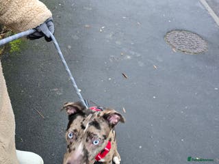 Mixed Breed dogs Mixed merle - Advert 3