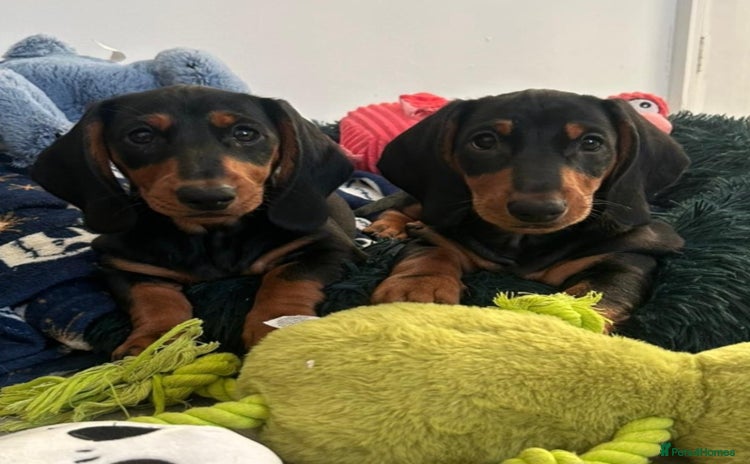 Dachshund dogs Beautiful Dachshund Puppies - Advert 3