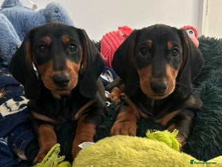 Dachshund dogs Beautiful Dachshund Puppies - Advert 7